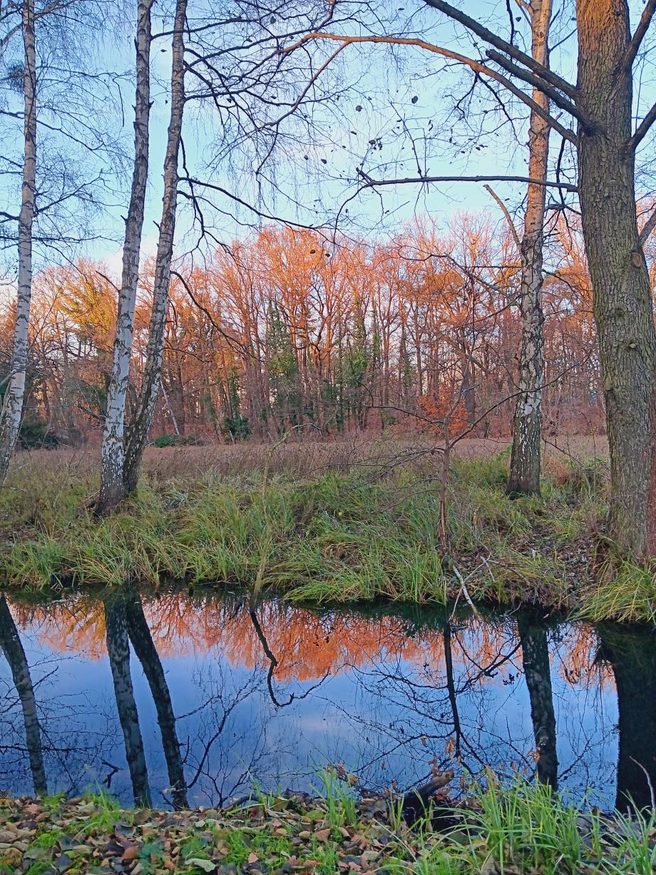Steffen Mörbitz_Rehbrücke 30-11-2024
