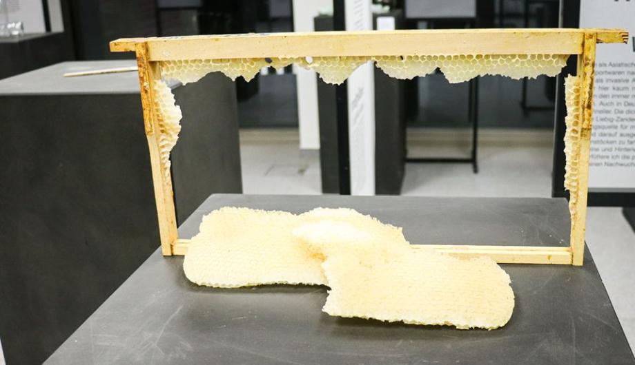 Ausstellungsfoto mit zerstörter Bienenwabe