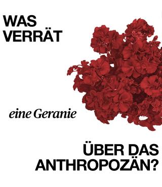 Motiv KLIMADINGE - Abbildung einer Geranie